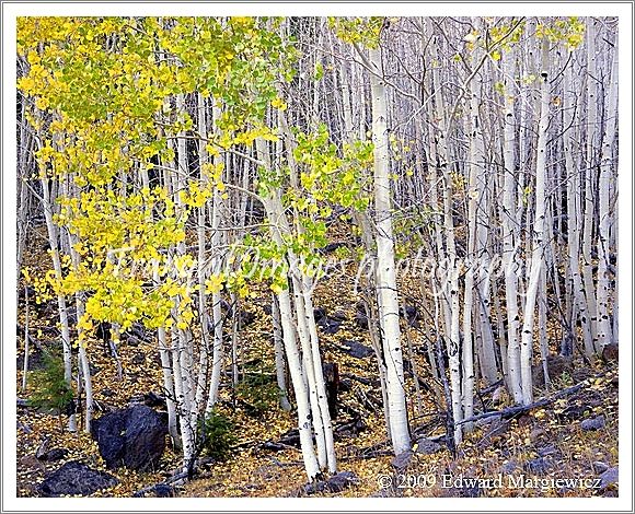 450604   Delicate Aspens